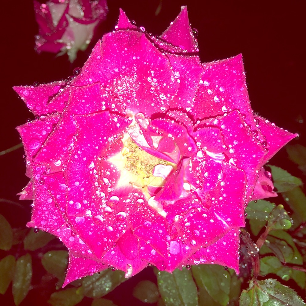 Meet your Posher, Orla